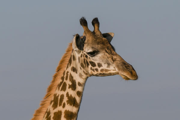 Masai Giraffe (Giraffa camelopardalis), Masai Mara National Reserve, Kenya.