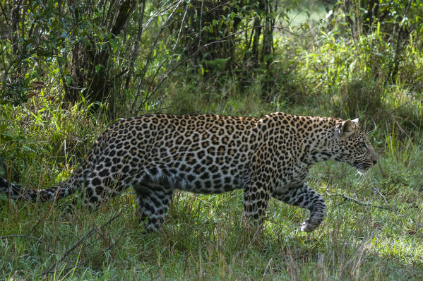 Leopard (Panthera pardus) hunting, Masai Mara National Reserve, Kenya.