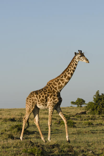 Masai Giraffe (Giraffa camelopardalis), Masai Mara National Reserve, Kenya.