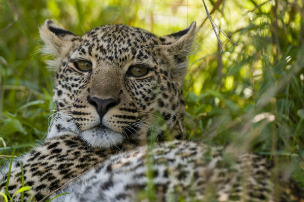 Leopard (Panthera pardus), Masai Mara National Reserve, Kenya.