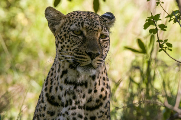 Leopard (Panthera pardus), Masai Mara National Reserve, Kenya.