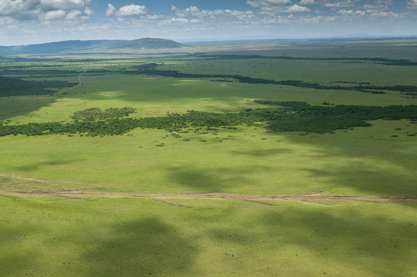 Masai Mara National Reserve, Kenya.