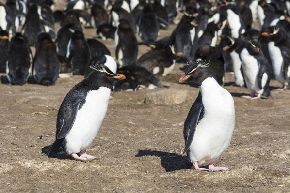 Rockhopper penguins (Eudyptes chrysocome), Pebble Island, Falkland Islands.
