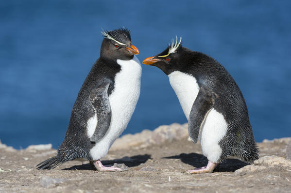 Rockhopper penguins (Eudyptes chrysocome), Pebble Island, Falkland Islands.