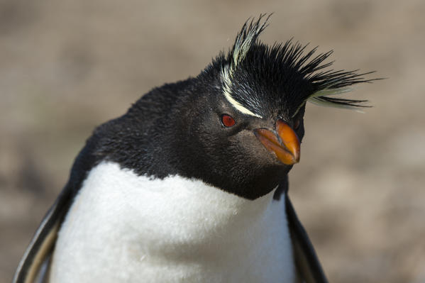 Rockhopper penguin (Eudyptes chrysocome), Pebble Island, Falkland Islands.