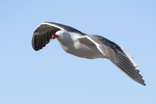 Kelp gull (Larus dominicarus), Pebble Island, Falkland Islands.