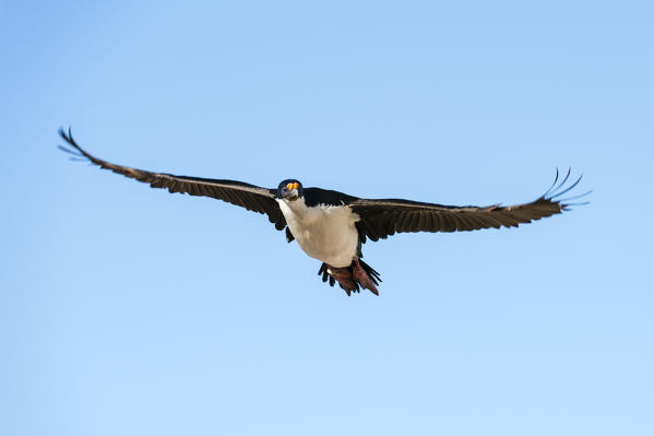 Imperial shag (Leucocarbo atriceps), Pebble Island, Falkland Islands.