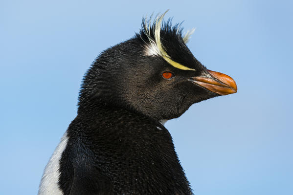 Rockhopper penguin (Eudyptes chrysocome), Pebble Island, Falkland Islands.