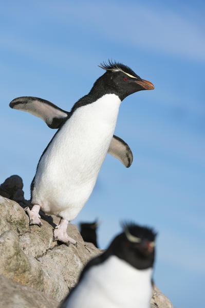 Rockhopper penguin (Eudyptes chrysocome), Pebble Island, Falkland Islands.