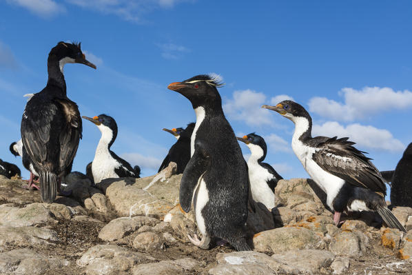 Rockhopper penguins (Eudyptes chrysocome), Pebble Island, Falkland Islands.