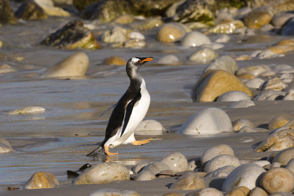 Gentoo Penguins (Pygoscelis papua),  Pebble Island, Falkland Islands.