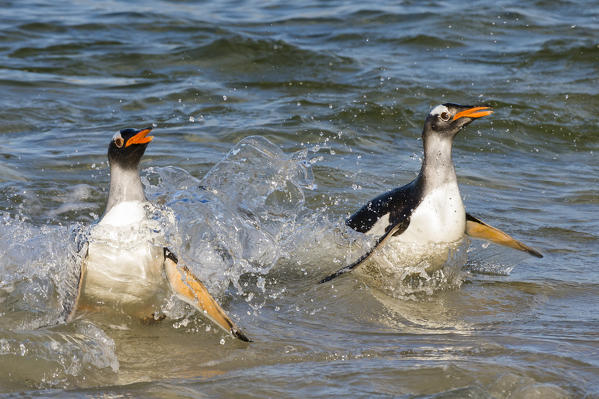 Gentoo Penguins (Pygoscelis papua),  Pebble Island, Falkland Islands.