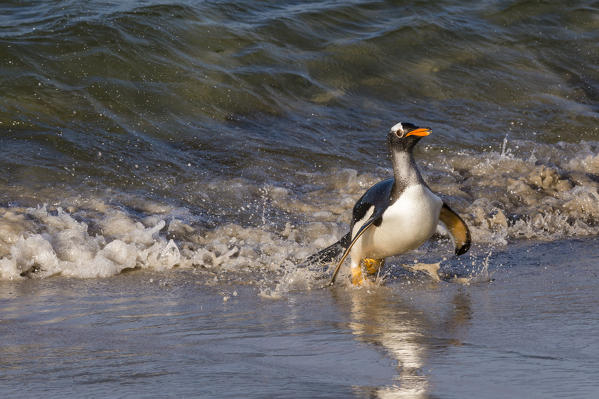 Gentoo Penguins (Pygoscelis papua),  Pebble Island, Falkland Islands.