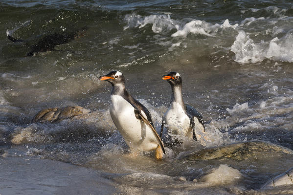 Gentoo Penguins (Pygoscelis papua),  Pebble Island, Falkland Islands.