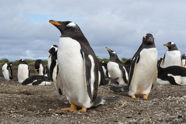 Gentoo penguins (Pygoscelis papua), Sea Lion Island, Falkland Islands.