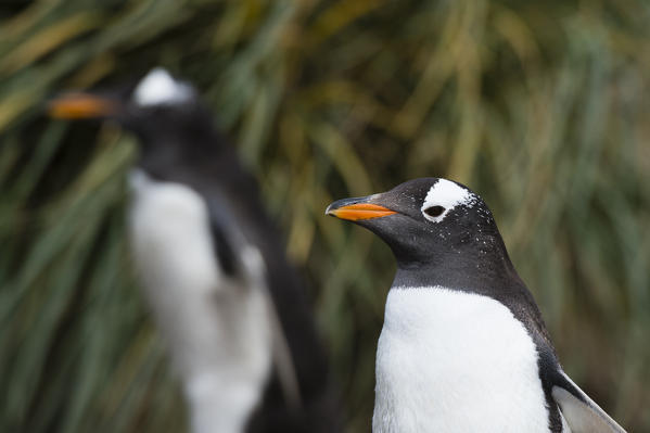 Gentoo penguins (Pygoscelis papua), Sea Lion Island, Falkland Islands.
