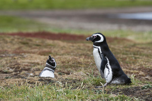 Magellanic penguins (Spheniscus magellanicus), Sea Lion Island, Falkland Islands.
