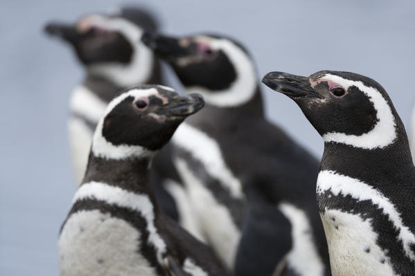Magellanic penguins (Spheniscus magellanicus), Sea Lion Island, Falkland Islands.