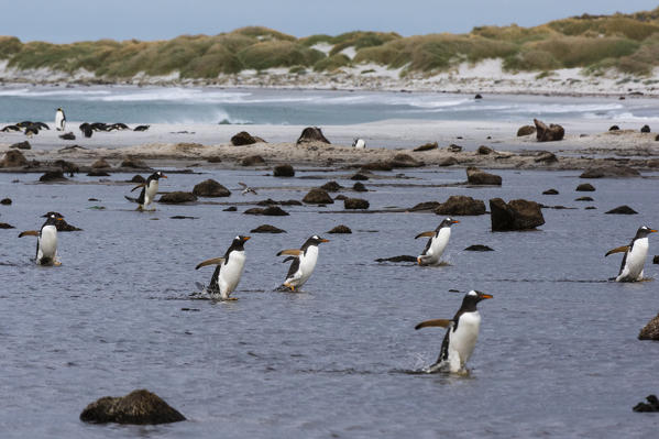 Gentoo penguins (Pygoscelis papua), Sea Lion Island, Falkland Islands.