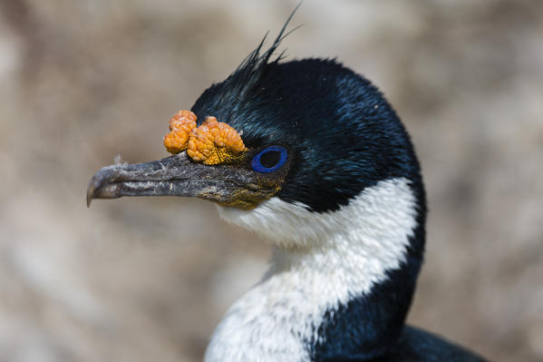 Imperial shag (Leucocarbo atriceps),Sea Lion Island, Falkland Islands.