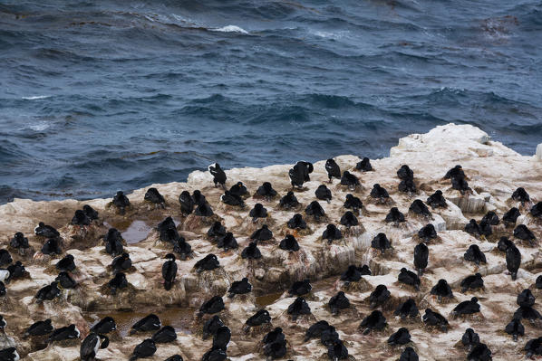 Imperial shags (Leucocarbo atriceps) nesting colony,Sea Lion Island, Falkland Islands.