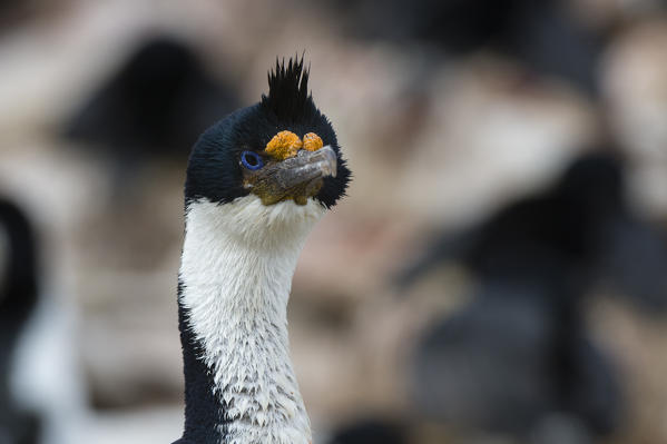 Imperial shag (Leucocarbo atriceps), Sea Lion Island, Falkland Islands.