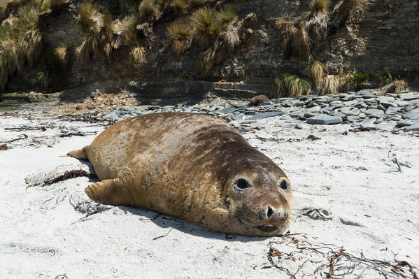 Southern elephant seal (Mirounga leonina) resting on a beach, Sea Lion Island, Falkland Islands.