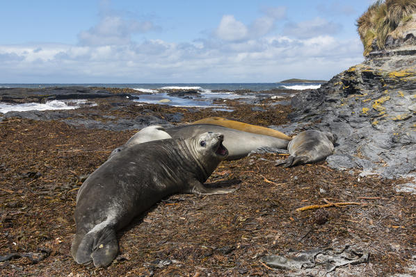 Southern elephant seal (Mirounga leonina) resting on a beach, Sea Lion Island, Falkland Islands.