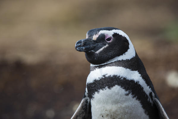 Magellanic penguin (Spheniscus magellanicus), Sea Lion Island, Falkland Islands.