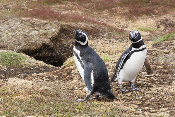 Magellanic penguins (Spheniscus magellanicus), Sea Lion Island, Falkland Islands.