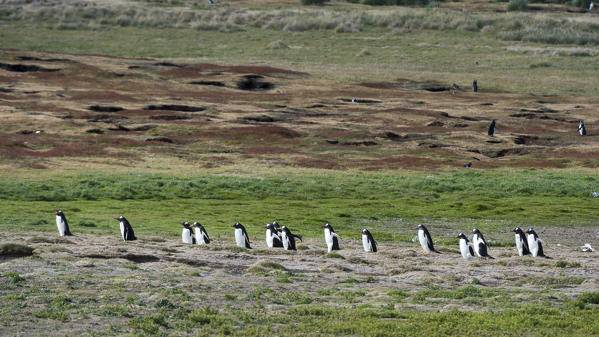Gentoo penguins (Pygoscelis papua), Sea Lion Island, Falkland Islands.