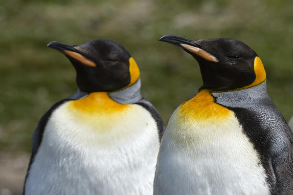 King penguins (Aptenodytes patagonica), Volunteer Point, Falkland Islands.
