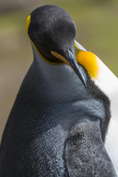 King penguin (Aptenodytes patagonica), Volunteer Point, Falkland Islands.