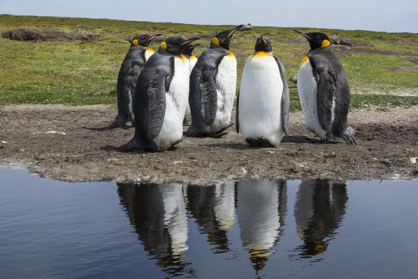 King penguins (Aptenodytes patagonica), Volunteer Point, Falkland Islands.