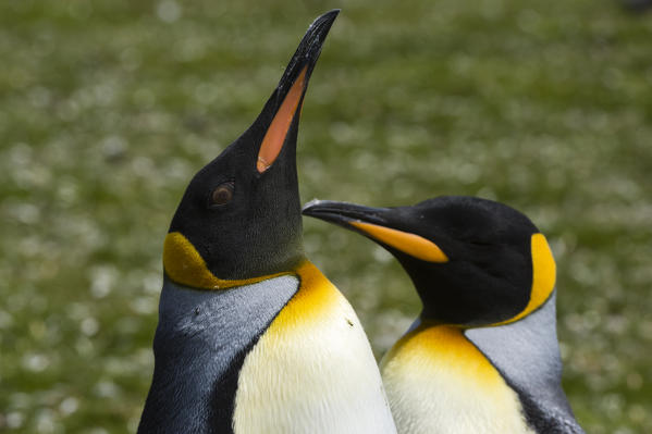 King penguins (Aptenodytes patagonica), Volunteer Point, Falkland Islands.