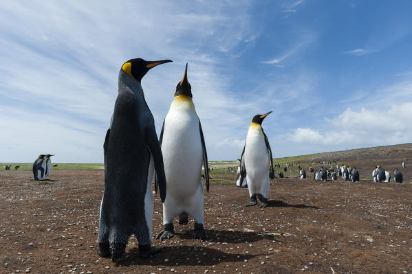 King penguins (Aptenodytes patagonica), Volunteer Point, Falkland Islands.