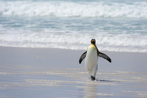 King penguin (Aptenodytes patagonica), Volunteer Point, Falkland Islands.
