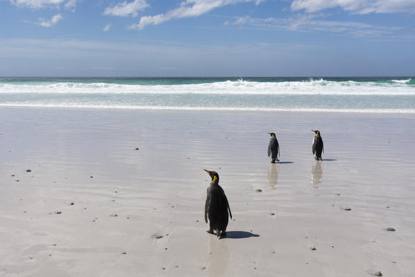 King penguins (Aptenodytes patagonica), Volunteer Point, Falkland Islands.