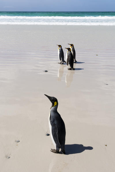 King penguins (Aptenodytes patagonica), Volunteer Point, Falkland Islands.