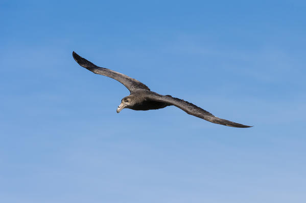 Southern giant petrel (Macronectes giganteus), Cape Dolphin, Falkland Islands.