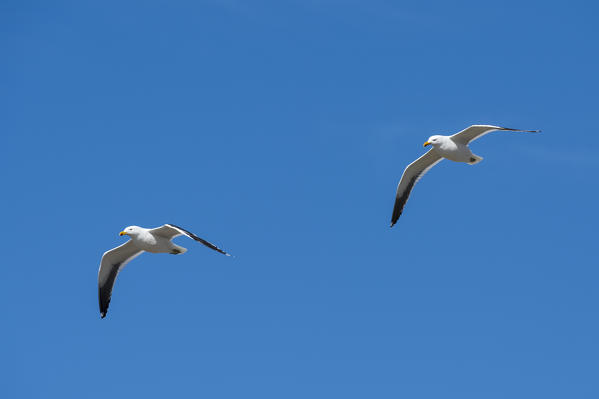 Kelp gulls (Larus dominicarus), Cape Dolphin, Falkland Islands.