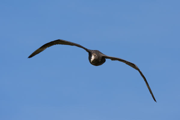 Southern giant petrel (Macronectes giganteus), Cape Dolphin, Falkland Islands.