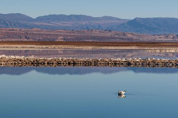 Laguna Tebenquiche, Salar de Atacama, Atacama Desert, Chile.