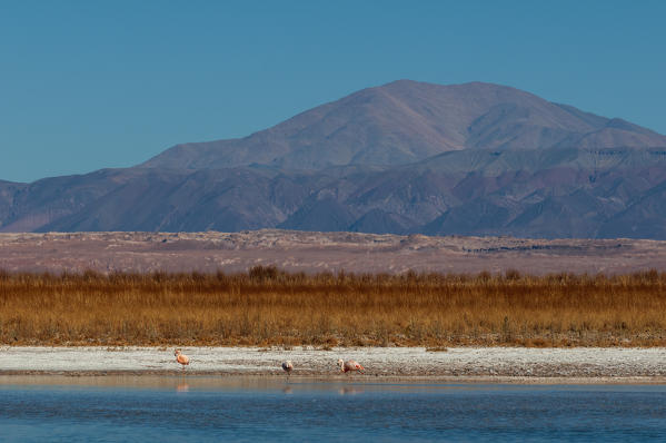 Laguna Sejar, Salar de Atacama, Atacama Desert, Chile.