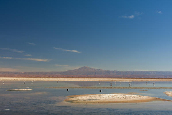 Chilean Flamingo, (Phoenicopterus chilensis), Laguna Chaxa, Salar de Atacama, Atacama Desert, Chile.