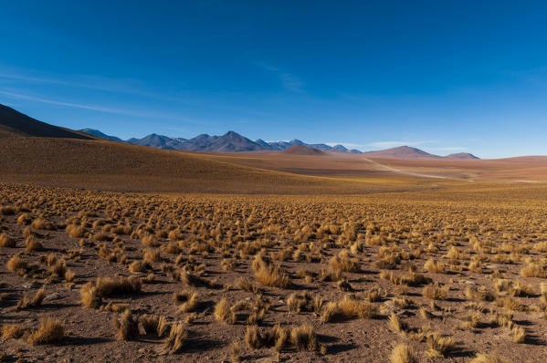 Atacama Desert, Chile.
