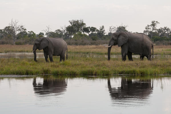 Elephant (Loxodonta africana), Savute Channel, Linyanti, Botswana.