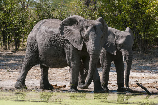 Elephant (Loxodonta africana), Savute Channel, Linyanti, Botswana.