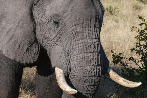 Elephant (Loxodonta africana), Abu Camp, Okavango Delta, Botswana