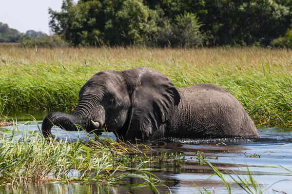 Elephants (Loxodonta Africana), Okavango Delta, Botswana